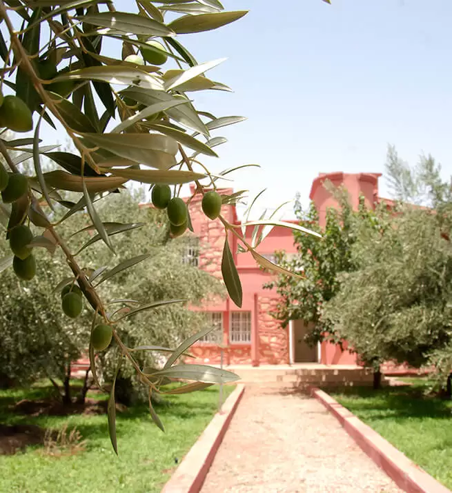 Fattoria El-Borouj - Atlas Olive Oils