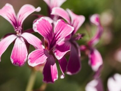 Olio essenziale di Geranio rosato (Pelargonium graveolens) – Usi e consigli